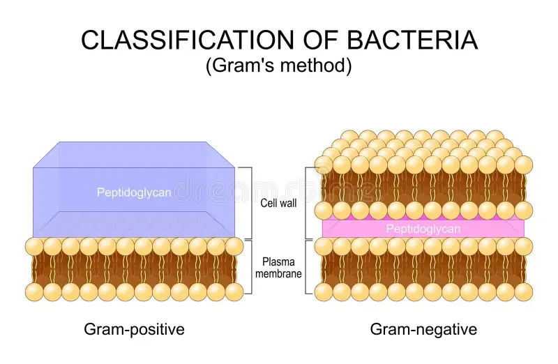 Comparison of Gram-Positive and Gram-Negative Cell Walls